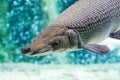 An Alligator gar Atractosteus spatula while swimming on a huge a Royalty Free Stock Photo