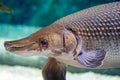 An Alligator gar Atractosteus spatula while swimming on a huge a Royalty Free Stock Photo