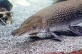 An Alligator gar Atractosteus spatula while swimming on a huge a Royalty Free Stock Photo