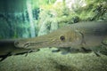 Alligator Gar Royalty Free Stock Photo