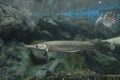 Alligator gar fish in aquarium Royalty Free Stock Photo