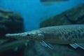 Alligator gar fish in aquarium Royalty Free Stock Photo