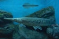 Alligator gar fish in aquarium Royalty Free Stock Photo