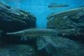 Alligator gar fish in aquarium Royalty Free Stock Photo