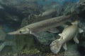 Alligator gar fish in aquarium Royalty Free Stock Photo