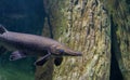 Alligator gar fish in aquarium tank Royalty Free Stock Photo