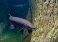 Alligator gar fish in aquarium tank Royalty Free Stock Photo
