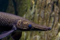 Alligator gar fish in aquarium tank Royalty Free Stock Photo