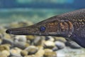 Alligator Gar fish swimming in an aquarium close up