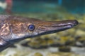 Alligator Gar fish swimming in an aquarium close-up