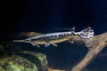 Alligator gar fish underwater close up macro Royalty Free Stock Photo