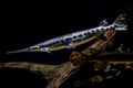 Alligator gar fish underwater close up macro Royalty Free Stock Photo