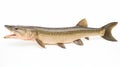 Alligator gar on white background. generative ai Royalty Free Stock Photo