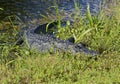 Alligator grass Everglades Florida