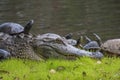 Alligator on grass by lake with turtles