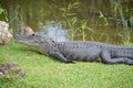 Alligator on grass near swamps