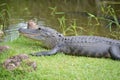 Alligator on grass near swamps