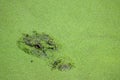 Alligator in Green Duckweed Royalty Free Stock Photo