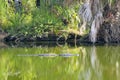 Alligator in the Green Swamp water Royalty Free Stock Photo