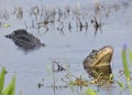 Alligator Growling for a Mate Royalty Free Stock Photo