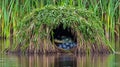Alligator guarding eggs in marsh nest, wetland background Royalty Free Stock Photo