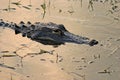 Alligator Head Royalty Free Stock Photo