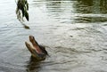 Alligator Head Above the Water