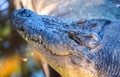 Alligator head close up photo. Crocodile mouth closeup with sharp teeth.