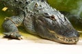 Alligator head closeup Royalty Free Stock Photo