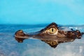 Alligator Head Closeup