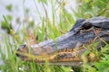 Alligator head everglades close up Royalty Free Stock Photo