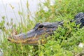 Alligator head everglades close up Royalty Free Stock Photo