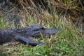 Alligator Head in Everglades National Park, Florida Royalty Free Stock Photo