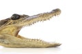 Alligator Head, focus on eye. Royalty Free Stock Photo