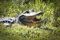 Alligator head large green grass, Everglades, Florida