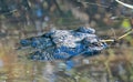 Alligator water, sleeping corkscrew, bird sanctuary, Naples, Florida