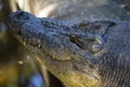 Alligator head photo. Crocodile smiling mouth closeup with sharp teeth