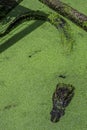 Alligator head sticking out of green duckweed Royalty Free Stock Photo