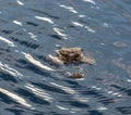 Alligator head surrounded by glistening water in the Florida Everglades