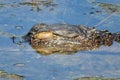 Alligator head in the swamp closeup Royalty Free Stock Photo