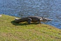 ALLIGATOR HEADING FOR THE WATER