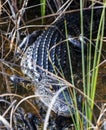 Alligator hiding in the grass