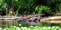 Alligator in Hillsborough State Park Florida.