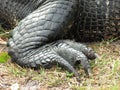 Alligator hind foot and leg Royalty Free Stock Photo