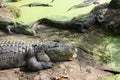 Close up of a Hissing Alligator