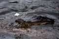Alligator with His Snout Open and His Teeth Showing