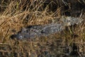 Alligator on the Hunt Royalty Free Stock Photo