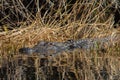 Alligator on the Hunt Royalty Free Stock Photo