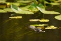 Alligator hunting in Everglades, Florida Royalty Free Stock Photo