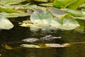 Alligator hunting in Everglades, Florida Royalty Free Stock Photo